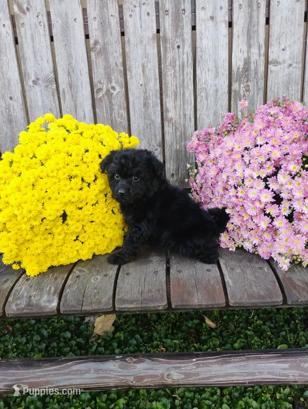 Mya – Pomapoo puppy for sale in Portland, TN