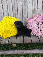 Mya, a female Pomapoo for sale in Portland, TN – 1 of 3