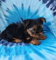 Benson, a male Yorkshire Terrier for sale in Portland, TN – 5 of 6