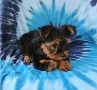 Benson, a male Yorkshire Terrier for sale in Portland, TN – 3 of 6