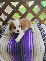Daisy, a female Cavalier King Charles Spaniel for sale in Portland, TN – 7 of 7