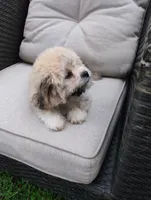 Teddy, a male Bichon Frise and Shih Tzu for sale in Portland, TN – 7 of 7