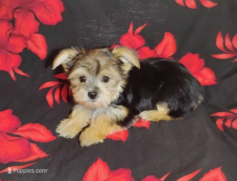 Jenni – Yorkshire Terrier puppy for sale in Portland, TN