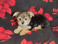 Jenni, a female Yorkshire Terrier for sale in Portland, TN – 1 of 4
