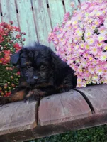 Izzie, a female Pomapoo for sale in Portland, TN – 7 of 7