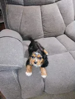 Jasper, a male Cavalier King Charles Spaniel for sale in Portland, TN – 5 of 5