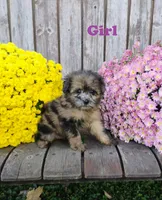 Aubrey, a female Pomapoo for sale in Portland, TN – 4 of 6
