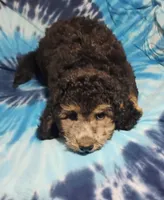 Joey, a male Schnoodle for sale in Portland, TN – 3 of 4