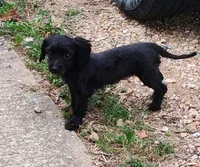 Mitzi, a female Aussiedoodle for sale in Portland, TN – 3 of 8