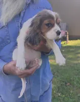 Gabrielle , a female Cavalier King Charles Spaniel for sale in Portland, TN – 5 of 5