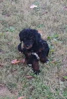 Benji, a male Poodle - Toy  for sale in Portland, TN – 6 of 6