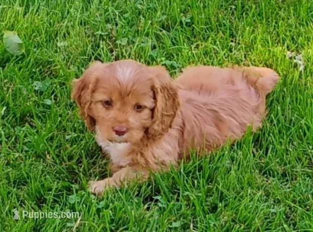 Annie – Cavapoo puppy for sale in Portland, TN