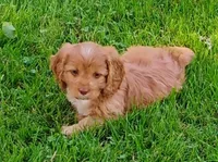 Annie, a female Cavapoo for sale in Portland, TN – 1 of 4