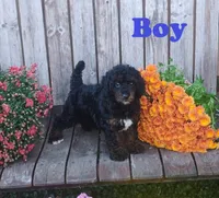 Benji, a male Poodle - Toy  for sale in Portland, TN – 4 of 4