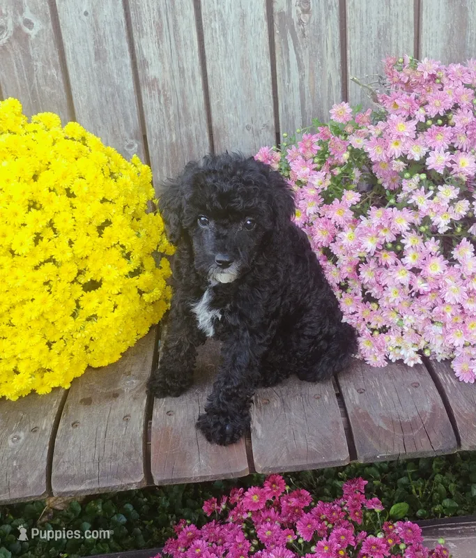 Scarlett  – Poodle - Toy  puppy for sale in Portland, TN