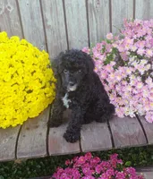 Scarlett , a female Poodle - Toy  for sale in Portland, TN – 1 of 5