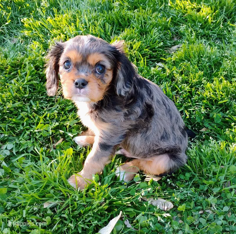 Dash – Cavalier King Charles Spaniel puppy for sale in Portland, TN
