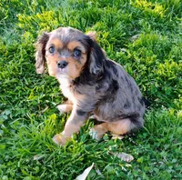 Dash, a male Cavalier King Charles Spaniel for sale in Portland, TN – Photo 1 of 9