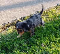 Dash, a male Cavalier King Charles Spaniel for sale in Portland, TN – Photo 4 of 9