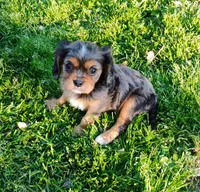Dash, a male Cavalier King Charles Spaniel for sale in Portland, TN – Photo 9 of 9