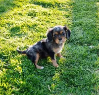 Dash, a male Cavalier King Charles Spaniel for sale in Portland, TN – Photo 5 of 9