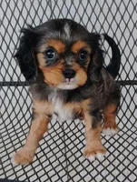 Dash, a male Cavalier King Charles Spaniel for sale in Portland, TN – Photo 3 of 9