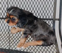 Dash, a male Cavalier King Charles Spaniel for sale in Portland, TN – Photo 7 of 9