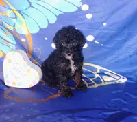 boon, a male Poodle - Toy  for sale in Portland, TN – 3 of 4