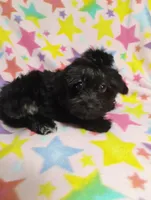 KiKi, a male Aussiedoodle for sale in Portland, TN – 3 of 5
