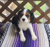 Rose, a female Cavalier King Charles Spaniel for sale in Portland, TN – 3 of 6