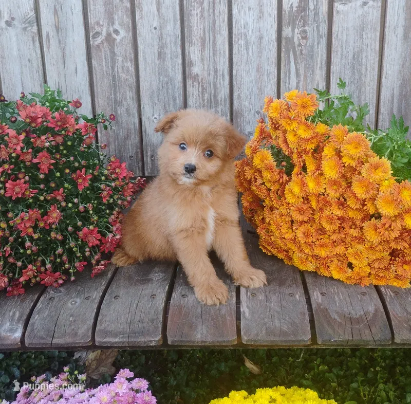 Marty – Pomapoo puppy for sale in Portland, TN