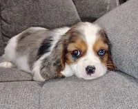 Pebbles, a female Cavalier King Charles Spaniel for sale in Portland, TN – 5 of 5