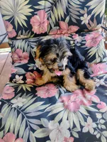 Codi, a male Yorkshire Terrier for sale in Portland, TN – 2 of 6