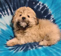 Teddy, a male Bichon Frise and Shih Tzu for sale in Portland, TN – 2 of 7