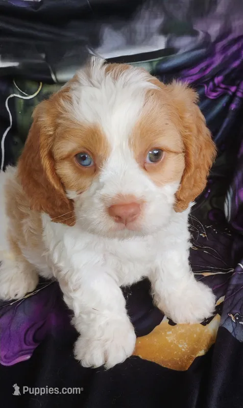 Murphy – Cavapoo puppy for sale in Portland, TN