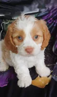 Murphy, a male Cavapoo for sale in Portland, TN – 1 of 5