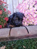 Mya, a female Pomapoo for sale in Portland, TN – 5 of 7