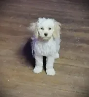 Ugg, a male Cockapoo for sale in Portland, TN – Photo 3 of 4