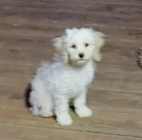 Ugg, a male Cockapoo for sale in Portland, TN – Photo 4 of 4