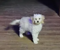 Ugg, a male Cockapoo for sale in Portland, TN – Photo 2 of 4