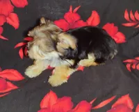 Jenni, a female Yorkshire Terrier for sale in Portland, TN – 2 of 4