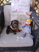 Annie, a female Pomapoo for sale in Portland, TN – 2 of 4