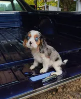 Blue-eyed Blaze, a male Cavalier King Charles Spaniel for sale in Portland, TN – 4 of 10