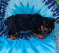 Benson, a male Yorkshire Terrier for sale in Portland, TN – 4 of 6
