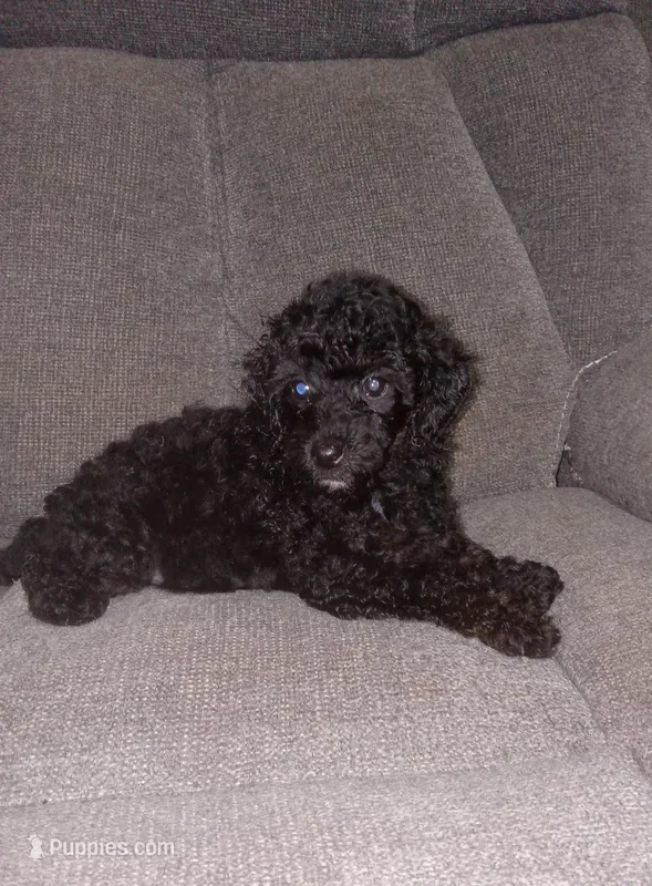Kip – Poodle - Toy  puppy for sale in Portland, TN