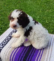 Amberlynn, a female Schnoodle for sale in Portland, TN – 2 of 7