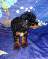 Lil' Zeus , a male Poodle - Toy  for sale in Portland, TN – 2 of 4