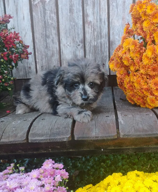 Scooter – Pomapoo puppy for sale in Portland, TN
