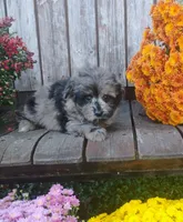 Scooter, a male Pomapoo for sale in Portland, TN – 1 of 6