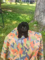Kiki, a male Aussiedoodle for sale in Portland, TN – 5 of 5